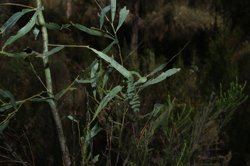 Acacia neriifolia, photograph 2