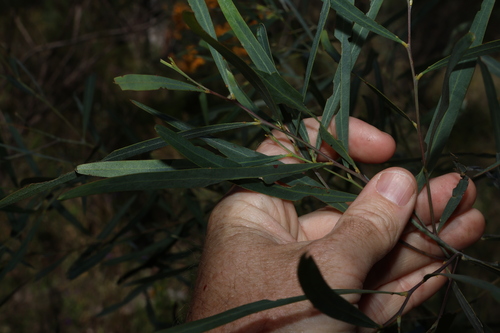 Acacia neriifolia, photograph 4