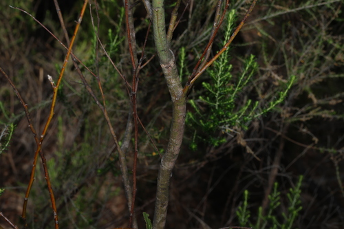 Acacia neriifolia, photograph 3