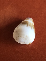 Conus nux
