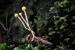 Ophiocordyceps sphecocephala