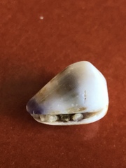 Conus nux