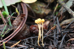 Ophiocordyceps sphecocephala