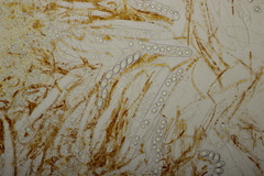 Neottiella rutilans
