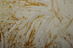 Neottiella rutilans
