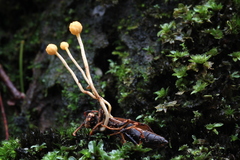 Ophiocordyceps sphecocephala