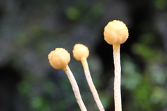 Ophiocordyceps sphecocephala