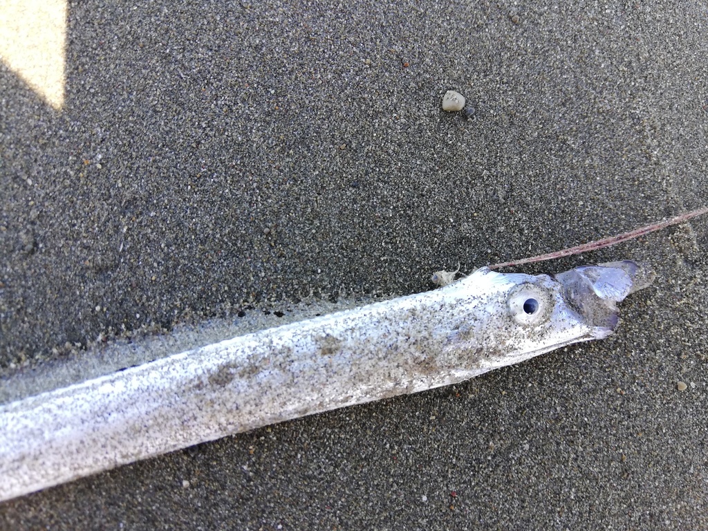 Ribbonfish