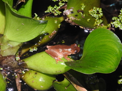 Dendropsophus carnifex