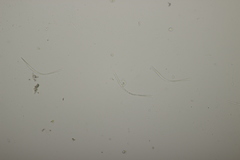 Cyclaneusma niveum