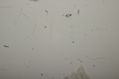 Cyclaneusma niveum