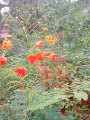 Caesalpinia pulcherrima
