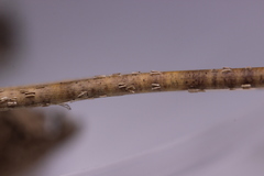 Cyclaneusma niveum
