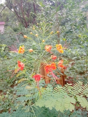 Caesalpinia pulcherrima