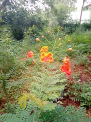 Caesalpinia pulcherrima