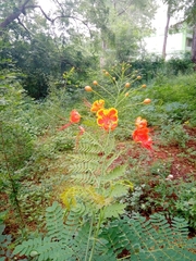 Caesalpinia pulcherrima