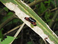 Podotricha telesiphe