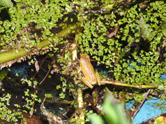 Dendropsophus carnifex