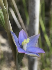 Thelymitra circumsepta