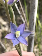 Thelymitra circumsepta