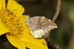 Lieinix nemesis nemesis