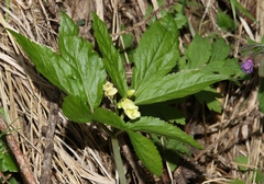 Cardamine enneaphyllos