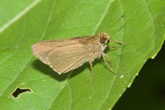 Cobalopsis nero