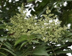 Zanthoxylum rhoifolium