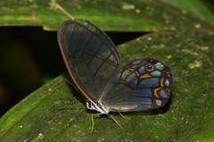 Pseudohaetera hypaesia