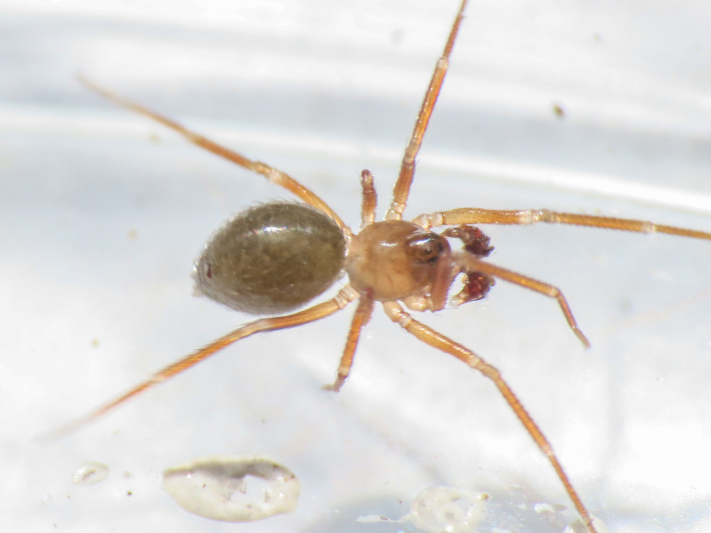 Evansia merens