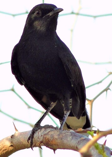 Black Scrub-Robin