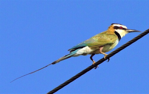 White-throated Bee-eater