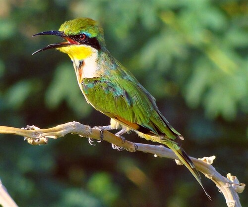 Little Bee-eater