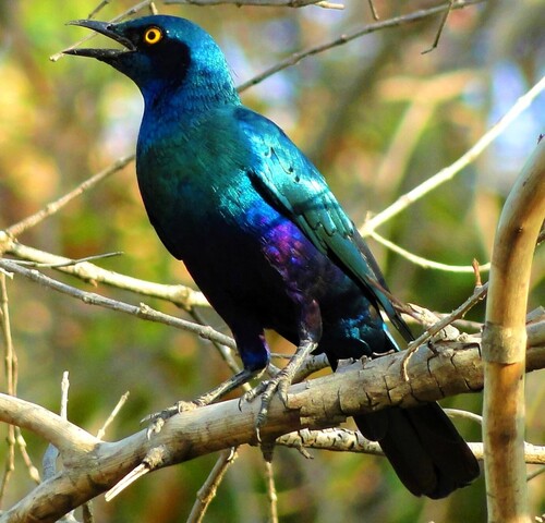 Greater Blue-eared Starling