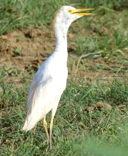 Western Cattle-Egret