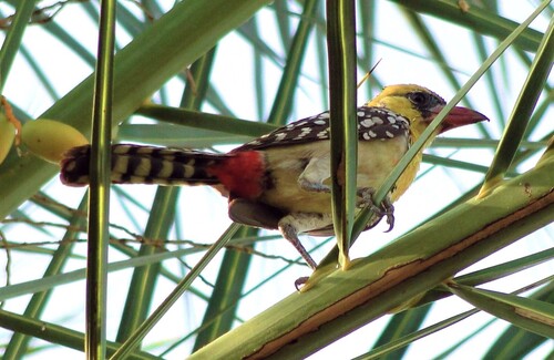 Yellow-breasted Barbet