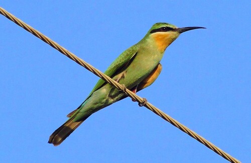 Blue-cheeked Bee-eater
