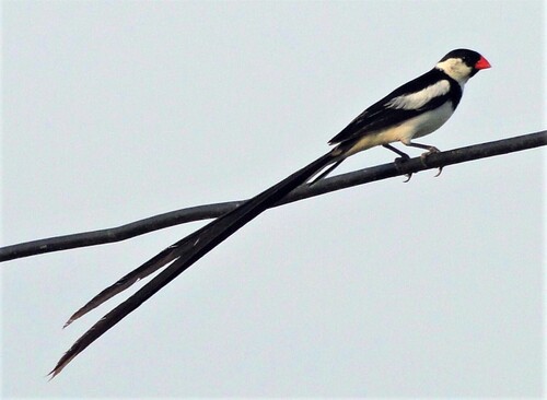 Pin-tailed Whydah