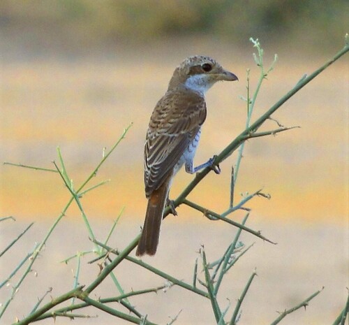 Red-backed Shrike