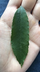 Zanthoxylum rhoifolium