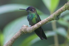 Heliodoxa leadbeateri