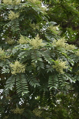 Zanthoxylum rhoifolium