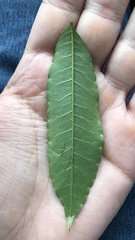 Zanthoxylum rhoifolium