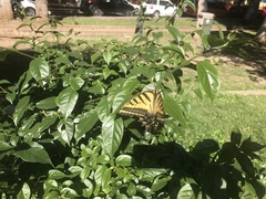Papilio multicaudata