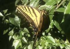 Papilio multicaudata