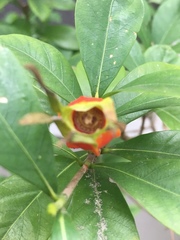 Gardenia jasminoides