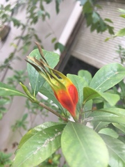 Gardenia jasminoides