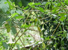 Passiflora edulis flavicarpa