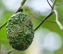 Passiflora edulis flavicarpa