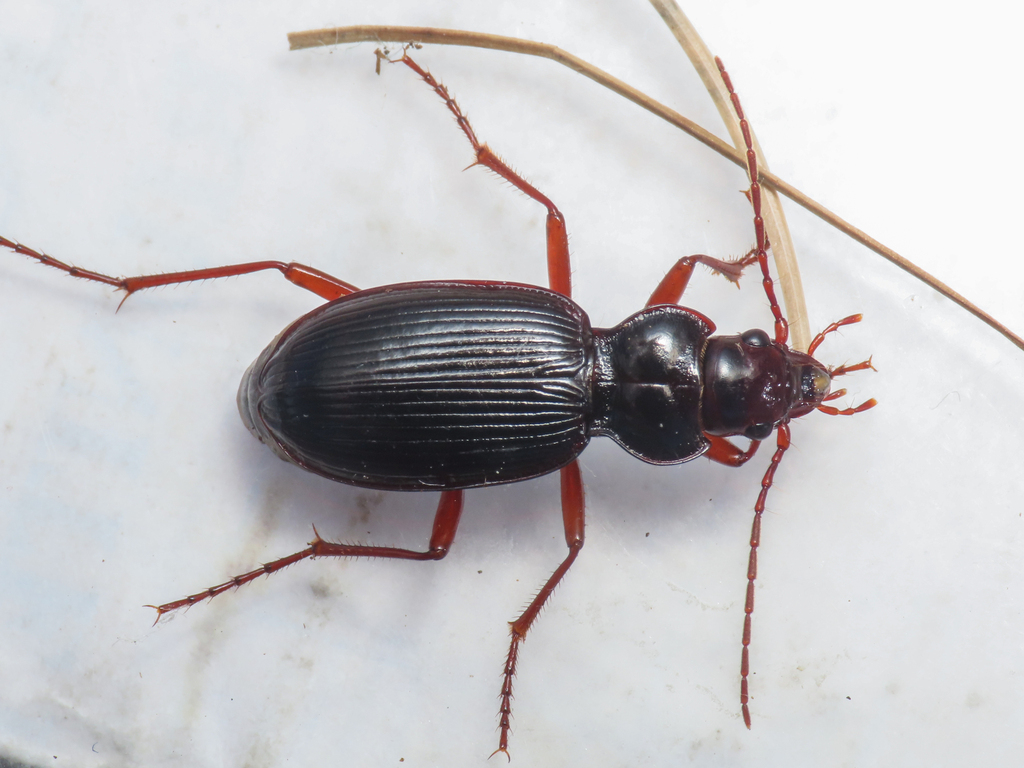 Nebria posthuma